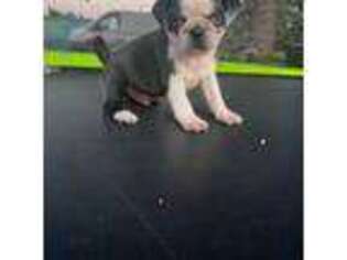 Pug Puppy for sale in Kaufman, TX, USA