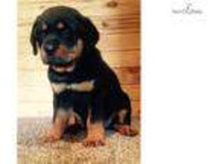 Rottweiler Puppy for sale in Jonesboro, AR, USA