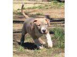 Mutt Puppy for sale in Linwood, NC, USA