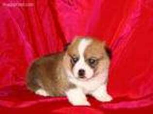 Pembroke Welsh Corgi Puppy for sale in Soldiers Grove, WI, USA