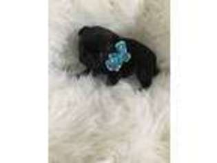 Pug Puppy for sale in Lindsay, CA, USA