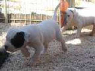 American Bulldog Puppy for sale in Jacksonville, FL, USA