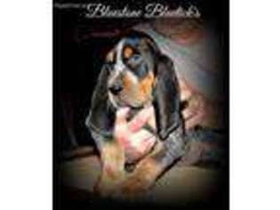 Bluetick Coonhound Puppy for sale in Pipestem, WV, USA