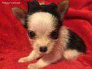 Chorkie Puppy for sale in Weaubleau, MO, USA