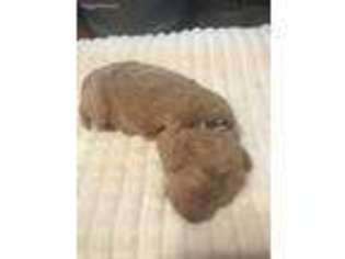 Labradoodle Puppy for sale in Lewisburg, TN, USA