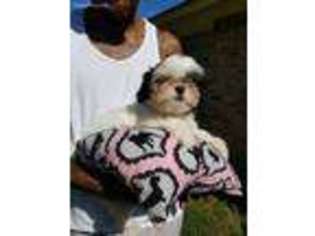 Mutt Puppy for sale in Cedar Hill, TX, USA