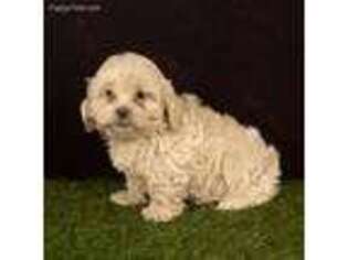 Shih-Poo Puppy for sale in Sugarcreek, OH, USA