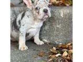 French Bulldog Puppy for sale in Brooklyn, NY, USA
