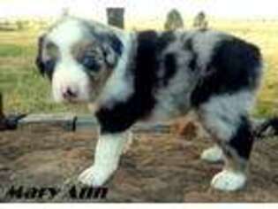 Miniature Australian Shepherd Puppy for sale in Kim, CO, USA