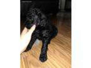 Mutt Puppy for sale in Crystal Lake, IL, USA