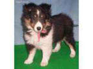 Shetland Sheepdog Puppy for sale in Coopersburg, PA, USA