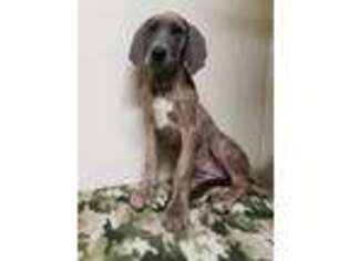 Great Dane Puppy for sale in Branson, MO, USA