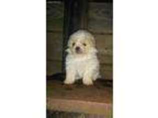 Shih-Poo Puppy for sale in Tuscaloosa, AL, USA