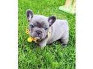 French Bulldog Puppy for sale in Hooper, UT, USA