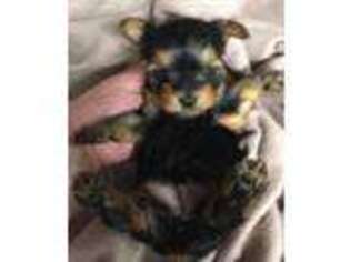 Yorkshire Terrier Puppy for sale in Huntsville, TX, USA