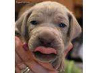 Weimaraner Puppy for sale in Dayton, OH, USA