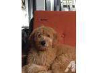 Goldendoodle Puppy for sale in HERNANDO, MS, USA