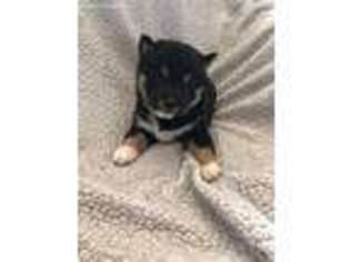 Shiba Inu Puppy for sale in Brighton, CO, USA