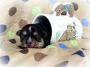 Mutt Puppy for sale in SAINT JOE, IN, USA
