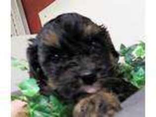 Cavapoo Puppy for sale in Pomona, MO, USA
