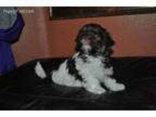 Havanese Puppy for sale in Vancouver, WA, USA