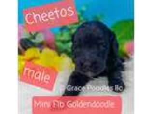 Goldendoodle Puppy for sale in Albuquerque, NM, USA