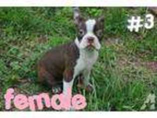 Boston Terrier Puppy for sale in WOODBINE, MD, USA