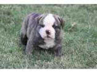 Olde English Bulldogge Puppy for sale in Norman, OK, USA