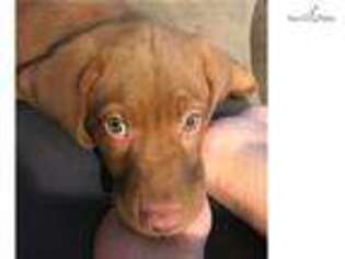 Labrador Retriever Puppy for sale in Syracuse, NY, USA