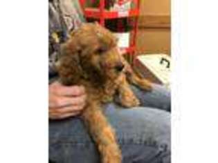 Goldendoodle Puppy for sale in Mingo, IA, USA