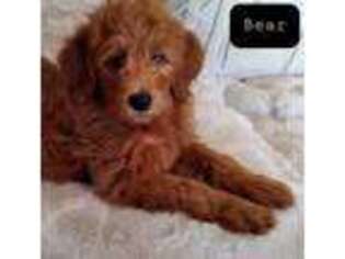 Labradoodle Puppy for sale in Aurora, MO, USA