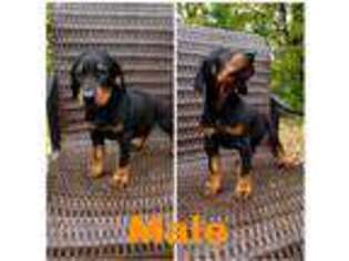 Doberman Pinscher Puppy for sale in Homer, NY, USA