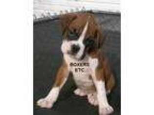 Boxer Puppy for sale in Nicholls, GA, USA