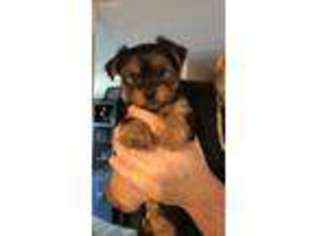 Yorkshire Terrier Puppy for sale in Parlin, NJ, USA