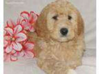 Goldendoodle Puppy for sale in Sparta, TN, USA