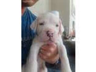 Dogo Argentino Puppy for sale in Hinesville, GA, USA