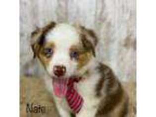Australian Shepherd Puppy for sale in Dexter, MO, USA