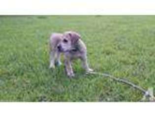 Boerboel Puppy for sale in SANTA FE, TX, USA
