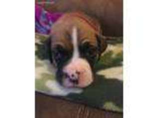 Boxer Puppy for sale in Dawsonville, GA, USA