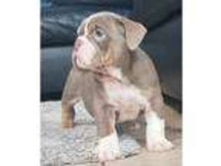 Bulldog Puppy for sale in Liswerry, Gwent (Wales), United Kingdom