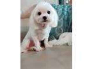 Maltese Puppy for sale in Pittsburgh, PA, USA