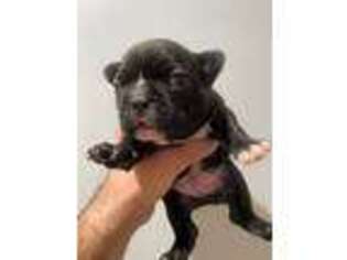 French Bulldog Puppy for sale in Morton Grove, IL, USA