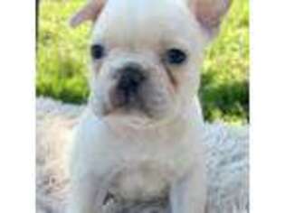 French Bulldog Puppy for sale in Albany, OR, USA