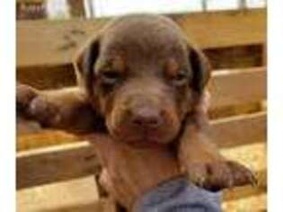 Doberman Pinscher Puppy for sale in Maricopa, AZ, USA