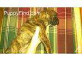 Boxer Puppy for sale in HAMERSVILLE, OH, USA