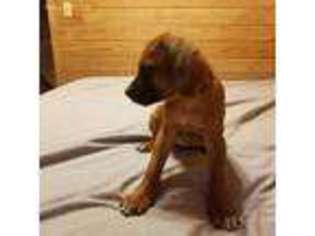 Rhodesian Ridgeback Puppy for sale in Ozone, AR, USA
