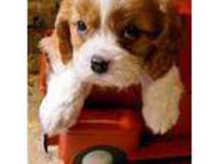 Cavalier King Charles Spaniel Puppy for sale in Cleveland, TN, USA