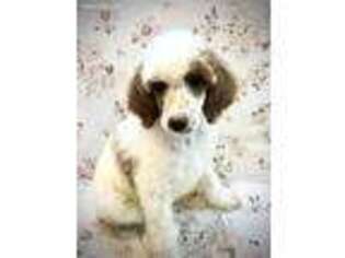 Mutt Puppy for sale in Mossyrock, WA, USA