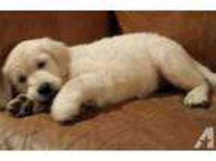 Golden Retriever Puppy for sale in ROCKY POINT, NY, USA