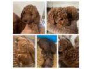 Goldendoodle Puppy for sale in Reno, NV, USA